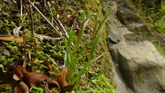 Pterostylis graminea