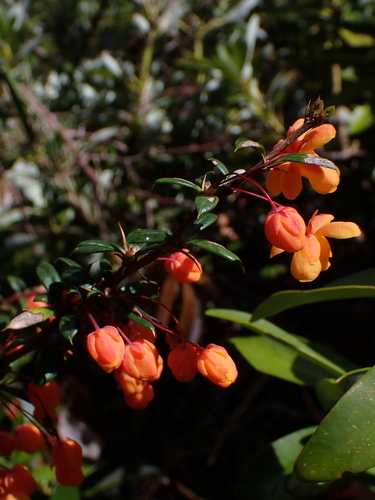 Image of Berberis trigona by (c) Nolan Exe, some rights reserved (CC BY)