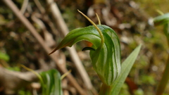 Pterostylis graminea