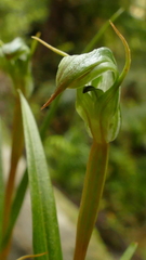 Pterostylis graminea