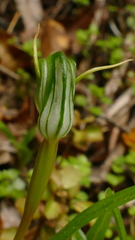 Pterostylis graminea