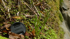 Pterostylis graminea