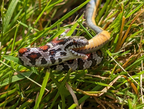 Eastern Milksnake photographed in Massachusetts