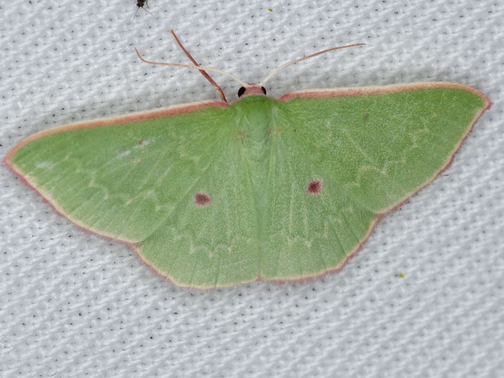 Chlorocoma cadmaria