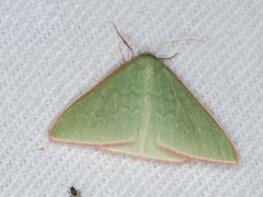 Chlorocoma cadmaria
