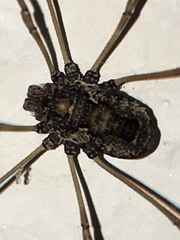Platybunus