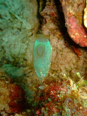 Aplousobranchia