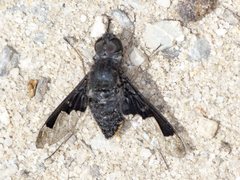 Anthrax dolabratus