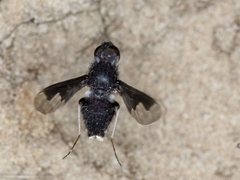 Anthrax dolabratus