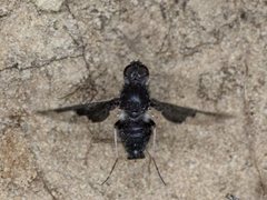 Anthrax dolabratus