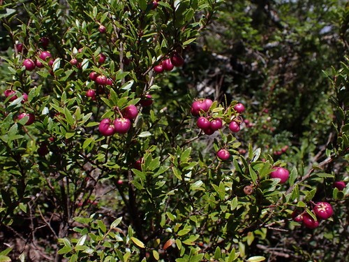 Gaultheria marticorenae, photograph 1