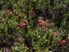 Gaultheria marticorenae, photograph Nolan Exe, CC BY, iNaturalist via GBIF