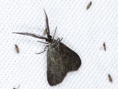 Pollanisus lithopastus