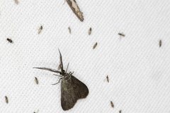 Pollanisus lithopastus