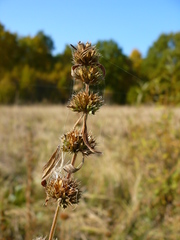 Chaiturus marrubiastrum