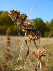 Chaiturus marrubiastrum