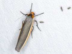 Palaeosia bicosta