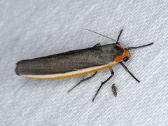 Palaeosia bicosta
