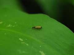 Rhagonycha lignosa