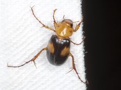 Phyllotocus bimaculatus