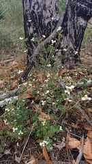 Spyridium thymifolium