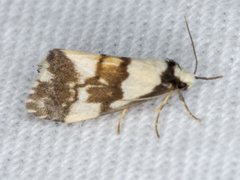 Philenora irregularis