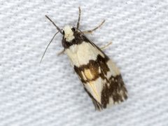 Philenora irregularis