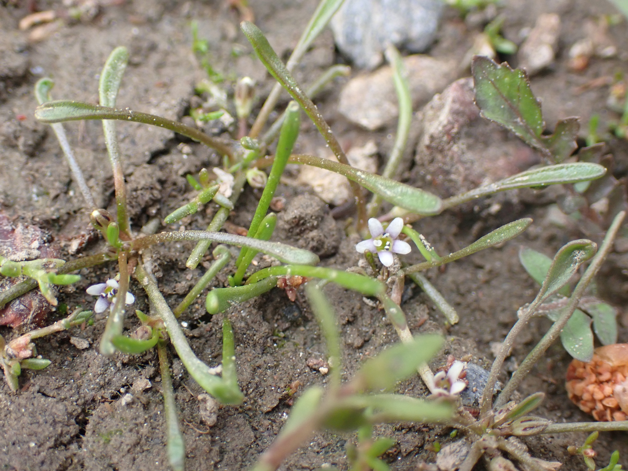 Limosella acaulis