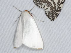 Thalaina selenaea