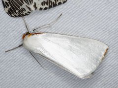 Thalaina selenaea