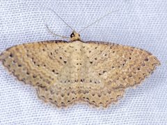 Chrysolarentia microcyma