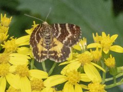 Chrysolarentia polycarpa