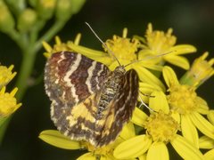 Chrysolarentia polycarpa