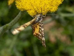 Chrysolarentia polycarpa