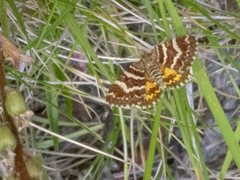 Chrysolarentia polycarpa