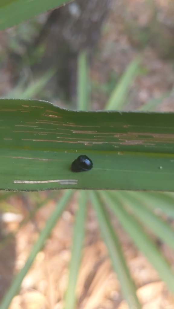 Palmetto Tortoise Beetle from Milton on June 11, 2024 at 04:57 PM by ...