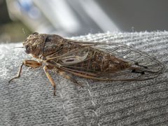 Gelidea torrida