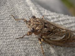 Gelidea torrida