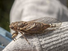 Gelidea torrida