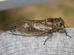 Gelidea torrida