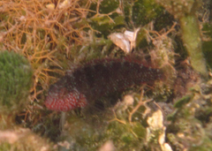 Malacoctenus macropus