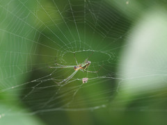Leucauge celebesiana
