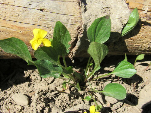 Image of Viola praemorsa by (c) Anders Hastings, some rights reserved (CC BY)