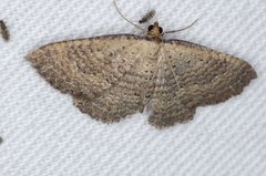 Chrysolarentia microcyma