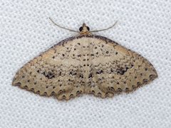 Chrysolarentia microcyma