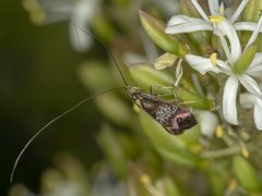 Nemophora sparsella