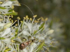 Nemophora sparsella