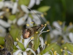 Nemophora sparsella