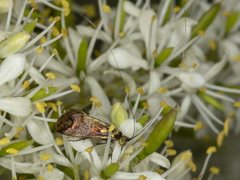 Nemophora sparsella