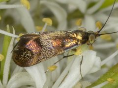 Nemophora sparsella